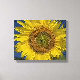Gele Zonnebloem en Blauwe Lucht Canvas Afdruk