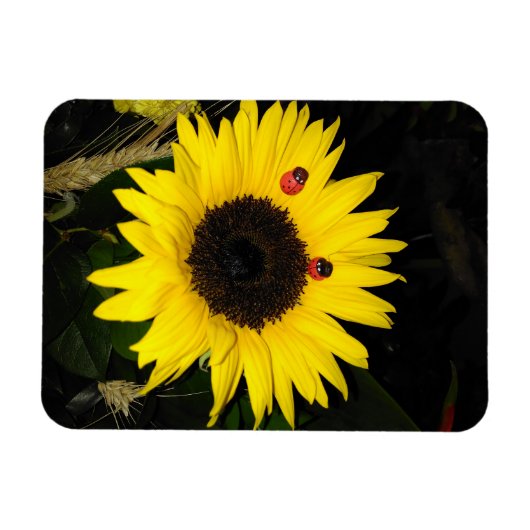 Gele zonnebloem en twee luikbeitjes magneet (Horizontaal)