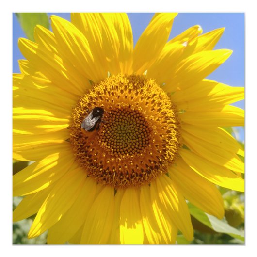 Gele zonnebloem foto afdruk (Voorkant)