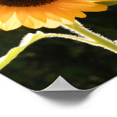 Gele zonnebloem is de vrede die je Poster zoekt (Hoek)