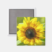 Gele zonnebloem Magnet (Voorkant / Achterkant)