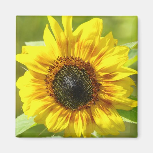 Gele zonnebloem Magnet (Voorkant)