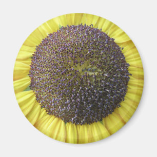 Gele zonnebloem Magnet