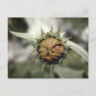 Gele zonnebloem met gesloten bladen briefkaart
