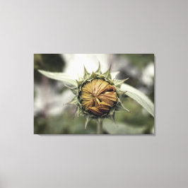 Gele zonnebloem met gesloten bladen canvas afdruk