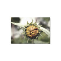 Gele zonnebloem met gesloten bladen