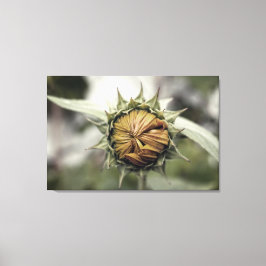 Gele zonnebloem met gesloten bladen canvas afdruk
