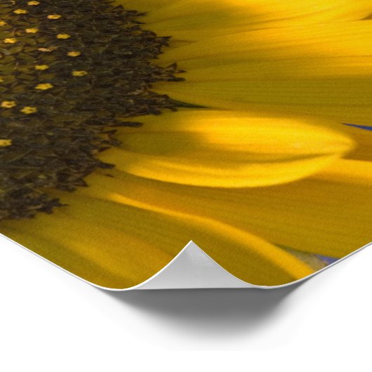 Gele zonnebloem op blauwe bruiloft poster (Hoek)