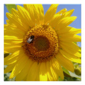 Gele zonnebloem perfect poster (Voorkant)