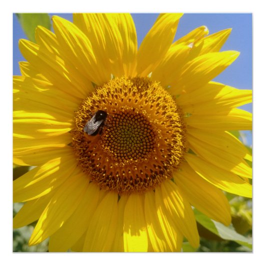 Gele zonnebloem perfect poster (Voorkant)