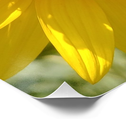 Gele zonnebloem perfect poster (Hoek)