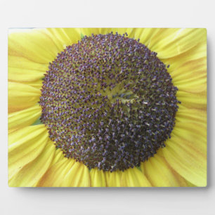 Gele Zonnebloem Plaquette Fotoplaat