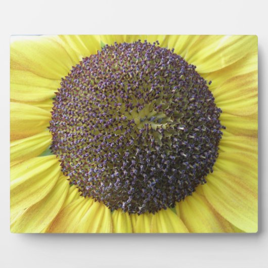 Gele Zonnebloem Plaquette Fotoplaat (Voorkant)