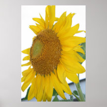 gele zonnebloem