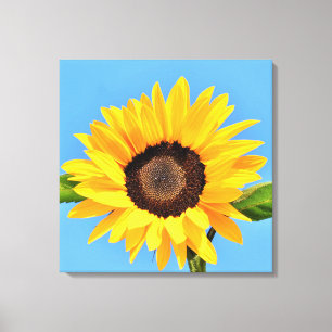 Gele zonnebloem tegen zon op blauwe hemel - zomer canvas afdruk