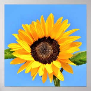 Gele zonnebloem tegen zon op blauwe lucht - Zomer  Poster