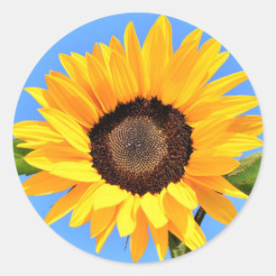 Gele Zonnebloem tegen Zon op Blue Sky Sticker