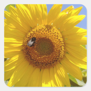 Gele zonnebloem vierkante sticker