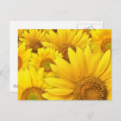 Gele zonnebloemen briefkaart (Voorkant / Achterkant)