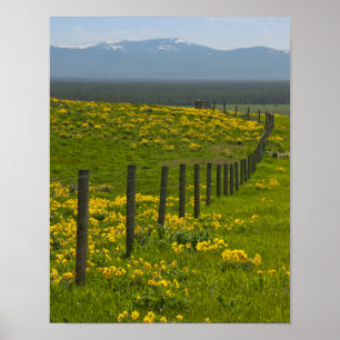 Gele zonnebloemen en gebergten poster