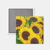 Gele zonnebloemen in de zomer drukken magneteten magneet (Voorkant / Achterkant)