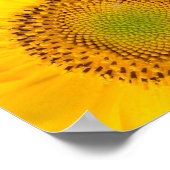 Gele zonnebloemen poster (Hoek)