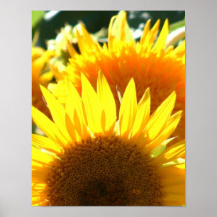 Gele zonnebloemen poster