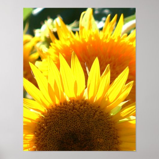 Gele zonnebloemen poster (Voorkant)