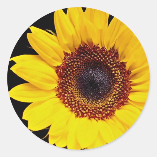 Gele zonnebloemen ronde sticker (Voorkant)