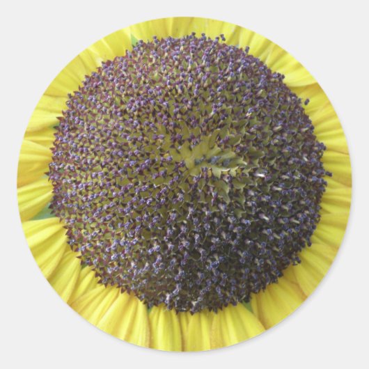 Gele zonnebloemen Stickers (Voorkant)