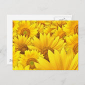 Gele zonnebloemvelden briefkaart (Voorkant / Achterkant)