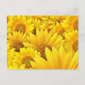 Gele zonnebloemvelden briefkaart (Voorkant)