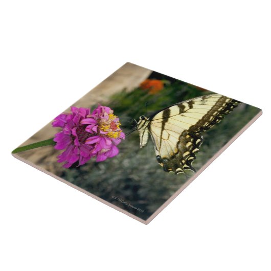 Gele zwandige vlinderbaars op zinnia tegeltje (Zijkant)