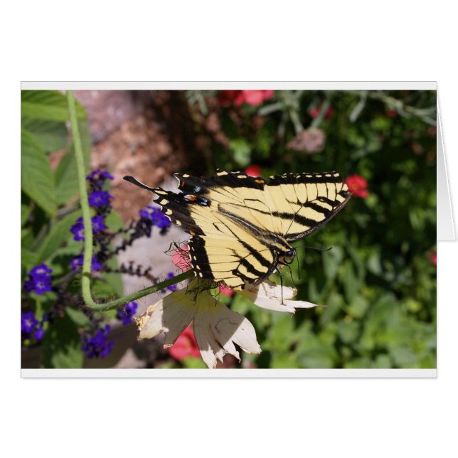 Gele & Zwarte Fantail Vlinder (Voorkant Horizontaal)