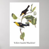 Gele zwarte vogel - John Audubon Poster (Voorkant)