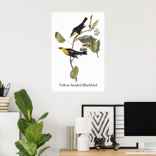 Gele zwarte vogel - John Audubon Poster (Thuiskantoor)