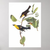Gele zwarte vogel poster (Voorkant)