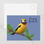 Gele zwarte zeehond Avond Breastbeak Briefkaart (Voorkant / Achterkant)