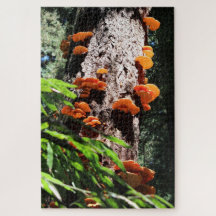 Gele Zwavelplak Paddenstoel Mycelium
