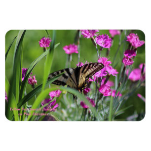 Gele Zwemstaartvlinder en roze dianthus Magneet