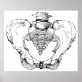 Gelede Pelvis Poster (Voorkant)