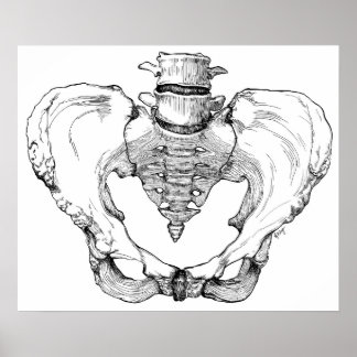 Gelede Pelvis Poster