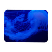 Gelei magneet (Horizontaal)