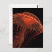 geleiachtig licht briefkaart (Voorkant / Achterkant)