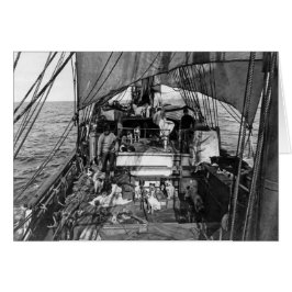 Geleide honden op Zee