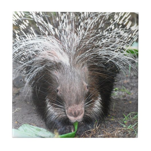 Geleste Porcupine Tile Tegeltje (Voorkant)