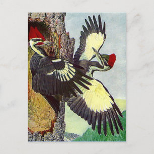 GELICHTE WOODPECKERS TREKKEN BRIEFKAART VAN DE NES