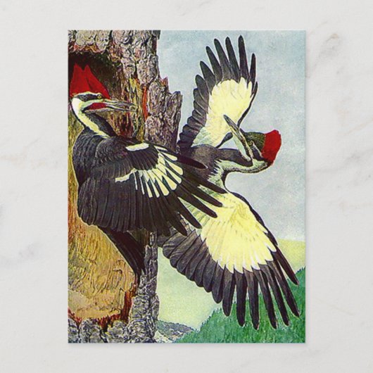 GELICHTE WOODPECKERS TREKKEN BRIEFKAART VAN DE NES (Voorkant)