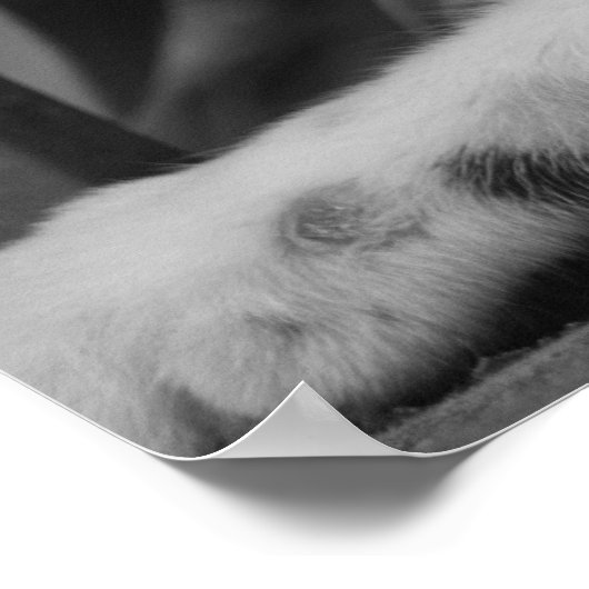 Gelieve te Katten Poster (Hoek)