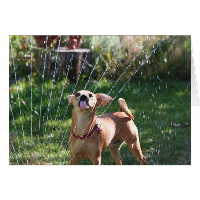 Geluk (Voorkant Horizontaal)